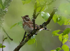 Rustic Bunting