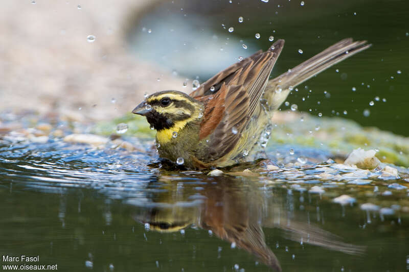Cirl Bunting male adult breeding, care, drinks