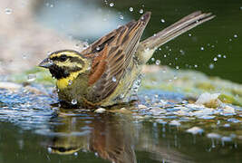 Cirl Bunting