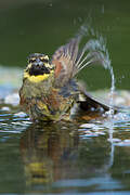 Cirl Bunting