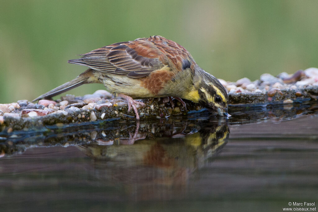 Cirl Bunting male adult, identification, drinks