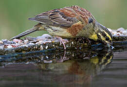 Cirl Bunting