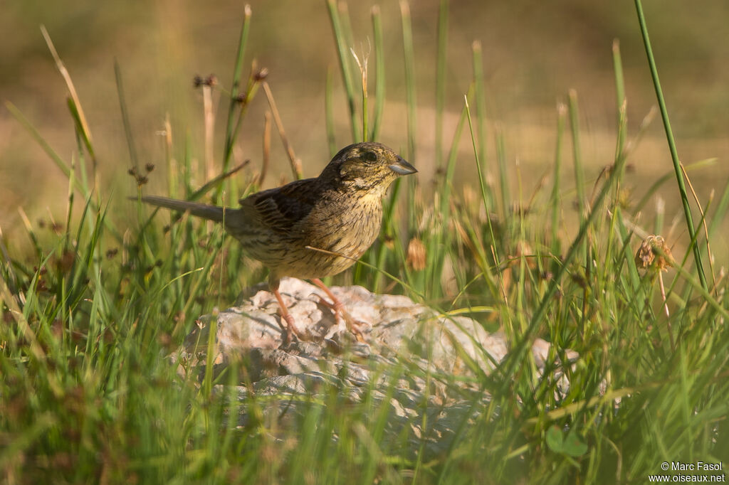 Cirl Bunting female adult post breeding, identification