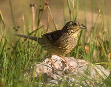 Cirl Bunting