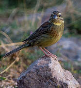 Cirl Bunting