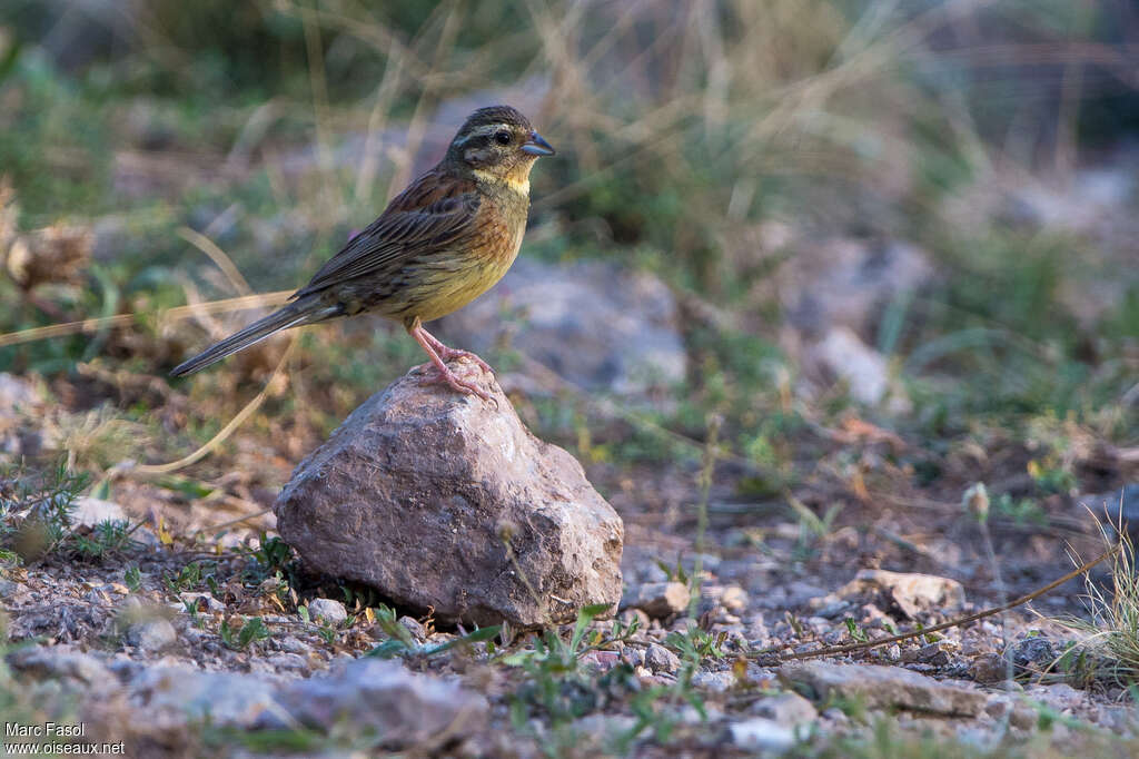 Cirl Bunting male adult post breeding, identification