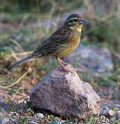 Cirl Bunting