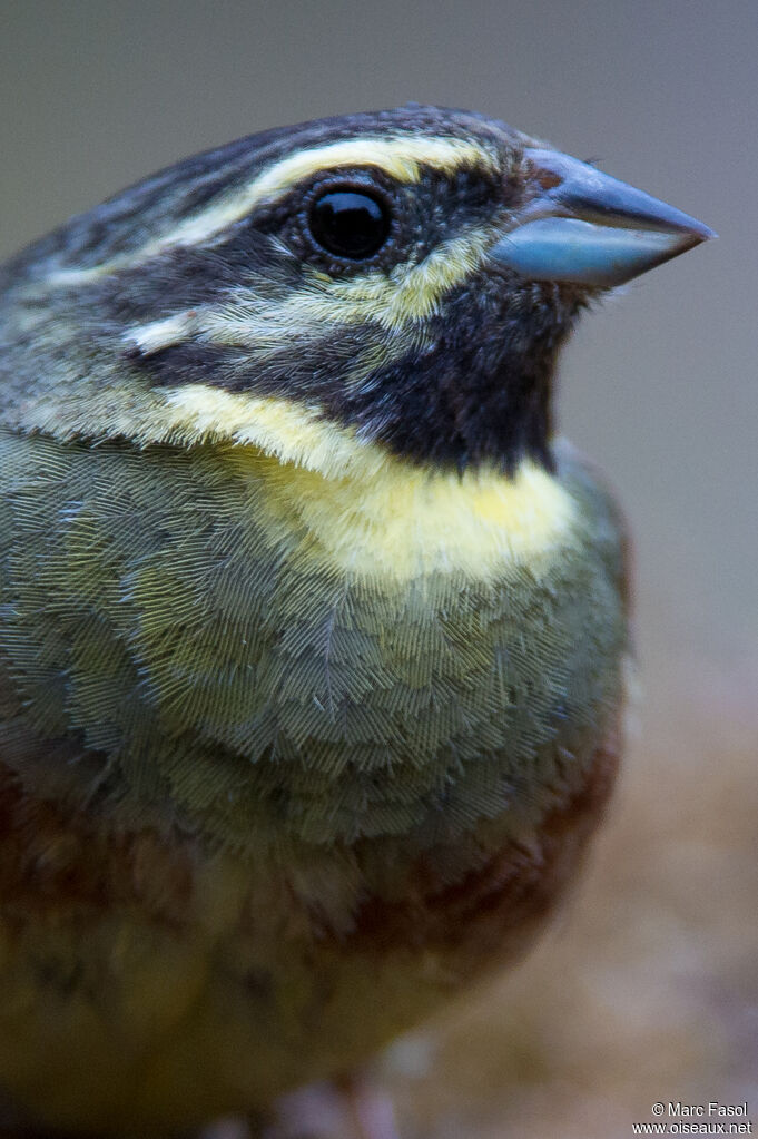 Cirl Bunting male adult, close-up portrait