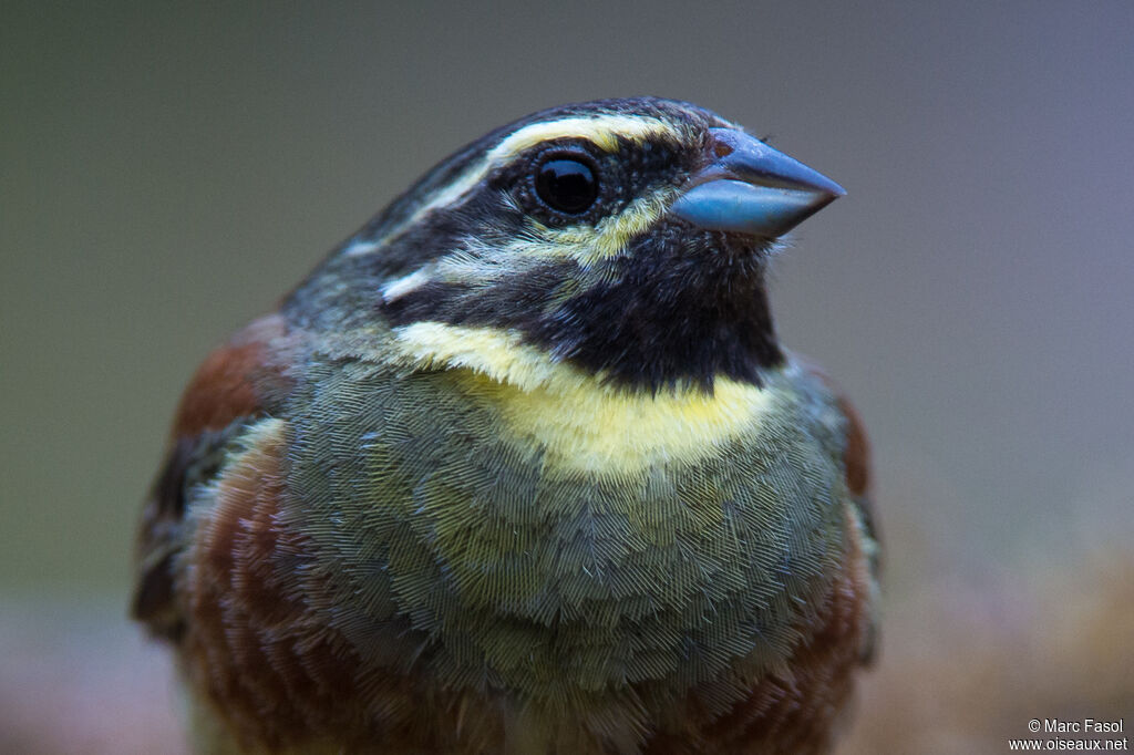 Cirl Bunting male adult breeding, close-up portrait