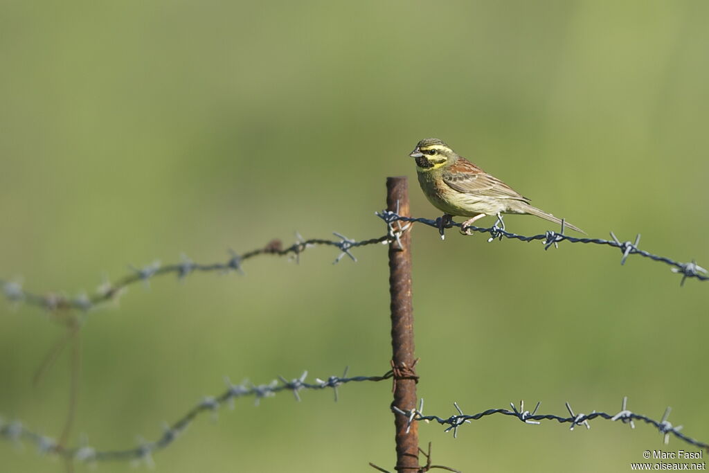 Cirl Bunting male adult, identification