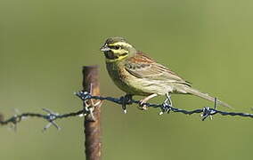 Cirl Bunting