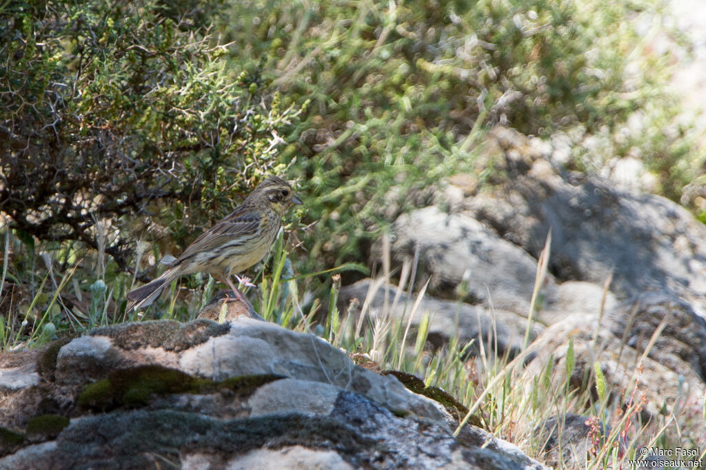 Bruant zizi femelle adulte, identification