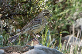 Cirl Bunting