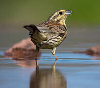 Cirl Bunting