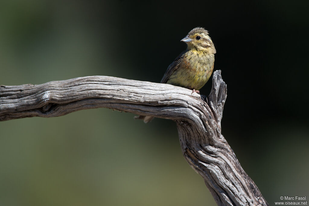 Bruant zizi femelle adulte, identification