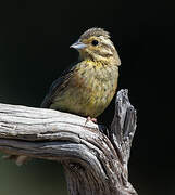 Cirl Bunting