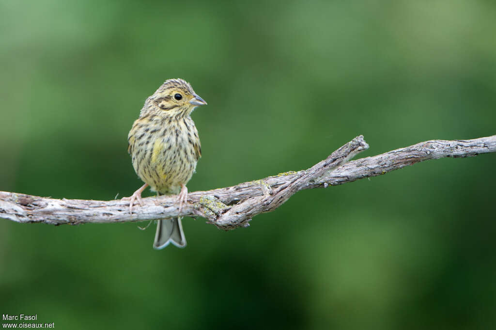 Cirl Buntingjuvenile, close-up portrait