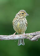 Cirl Bunting