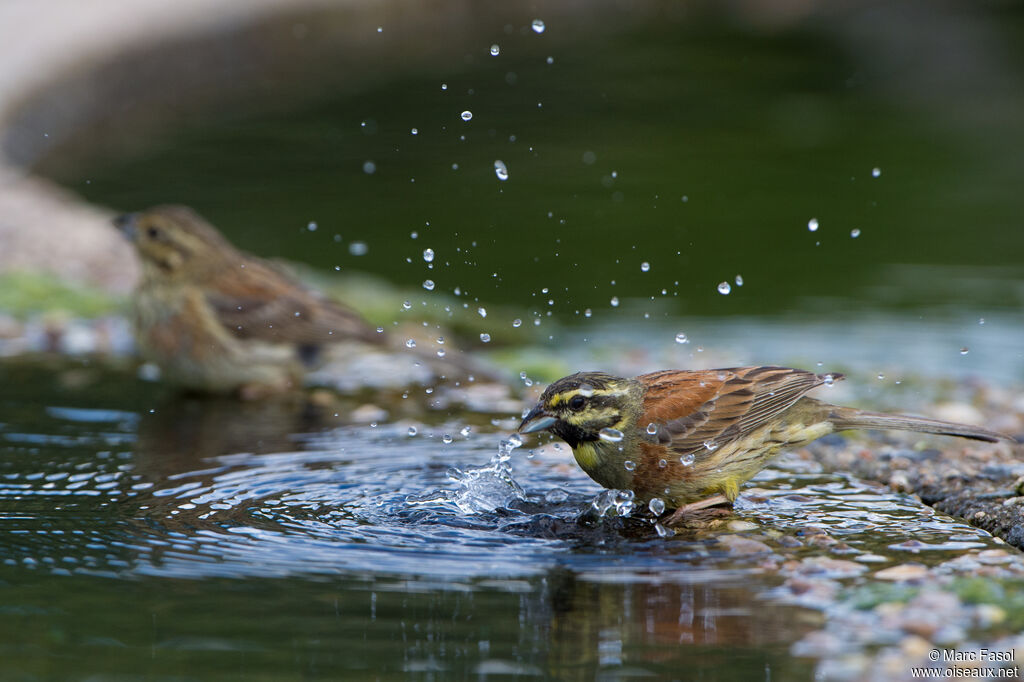 Cirl Buntingadult breeding, care, drinks