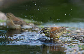 Cirl Bunting