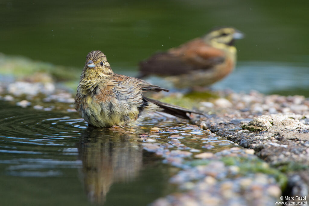 Cirl Buntingadult breeding, drinks