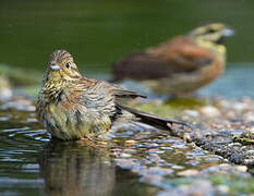 Cirl Bunting