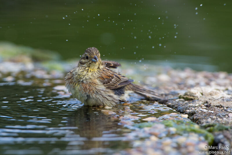 Cirl Bunting female adult, care, drinks