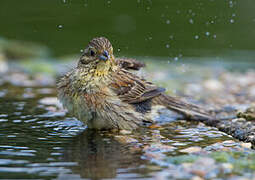 Cirl Bunting