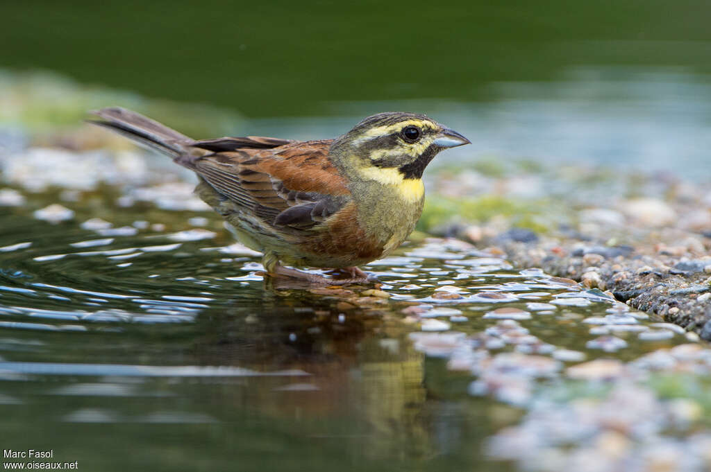 Cirl Bunting male adult breeding, drinks