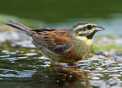 Cirl Bunting