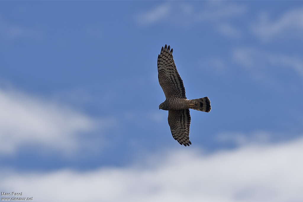 Cinereous Harrier female adult, Flight