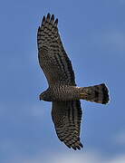 Cinereous Harrier