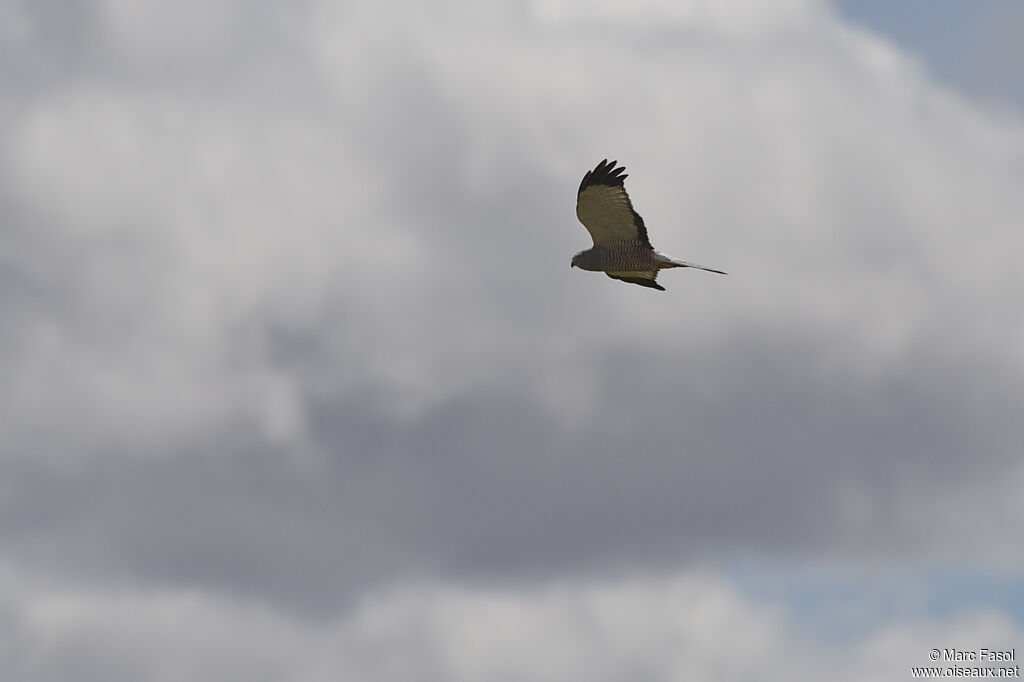 Cinereous Harrier male adult, Flight