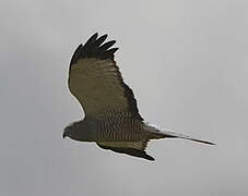 Cinereous Harrier