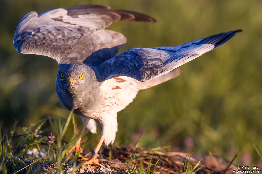 Montagu's Harrier male adult breeding, identification