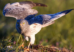 Montagu's Harrier