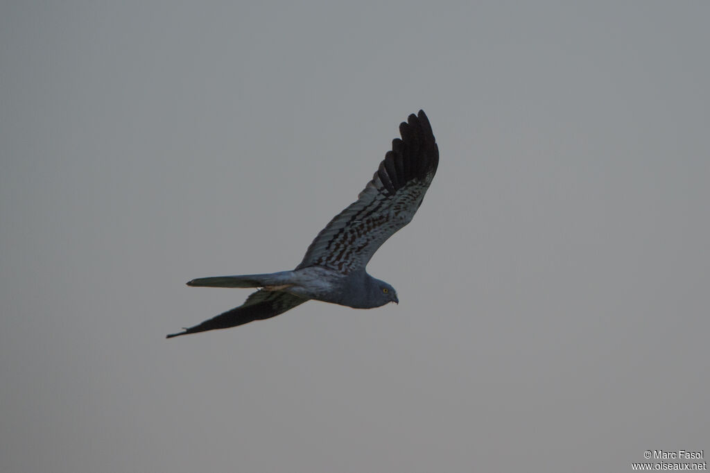 Montagu's Harrier male adult, Flight