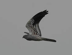 Montagu's Harrier