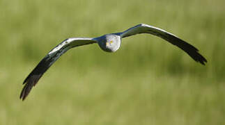 Montagu's Harrier