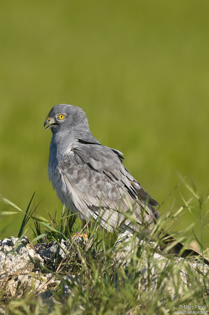 Busard cendré mâle, identification