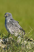 Montagu's Harrier