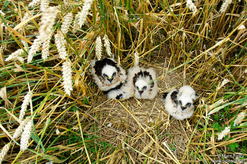 Montagu's HarrierPoussin, Reproduction-nesting