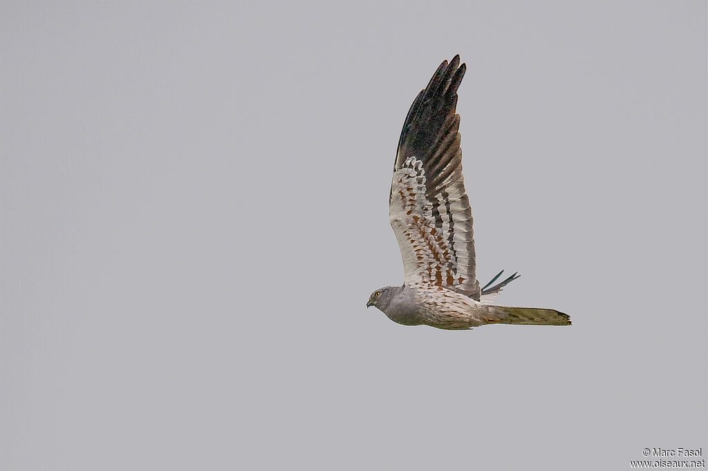 Montagu's Harrier male adult breeding, Flight