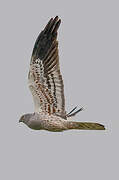 Montagu's Harrier