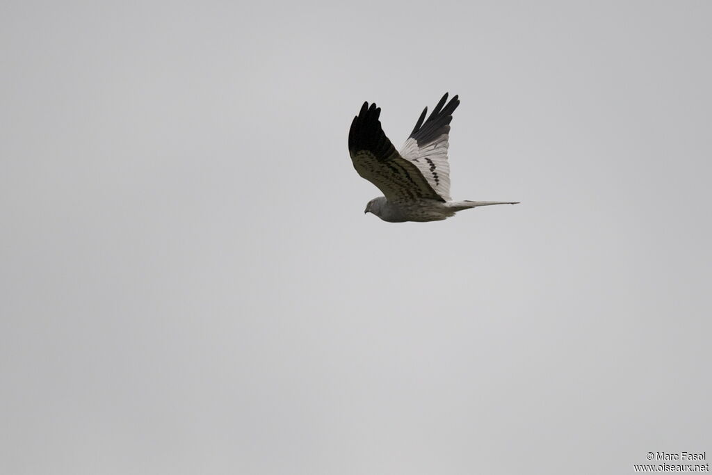 Montagu's Harrier male adult, Flight