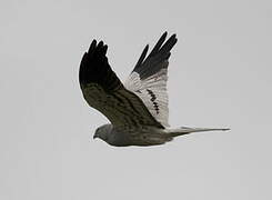 Montagu's Harrier