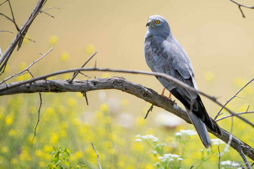 Montagu's Harrier male adult breeding, identification