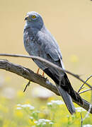 Montagu's Harrier