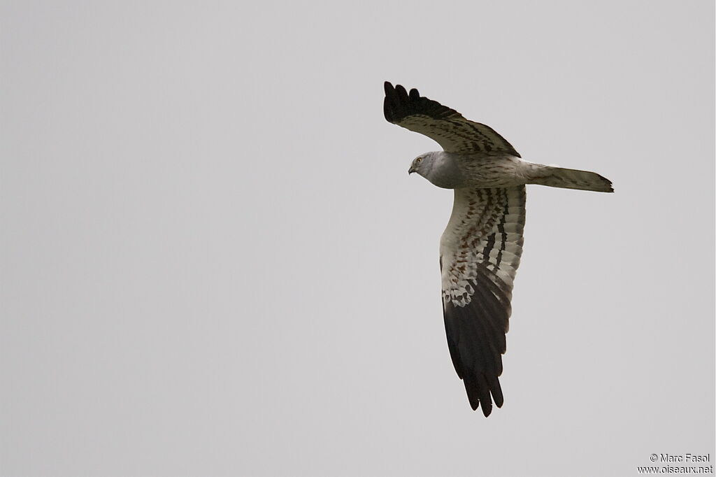 Montagu's Harrier male adult breeding, Flight