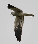 Montagu's Harrier